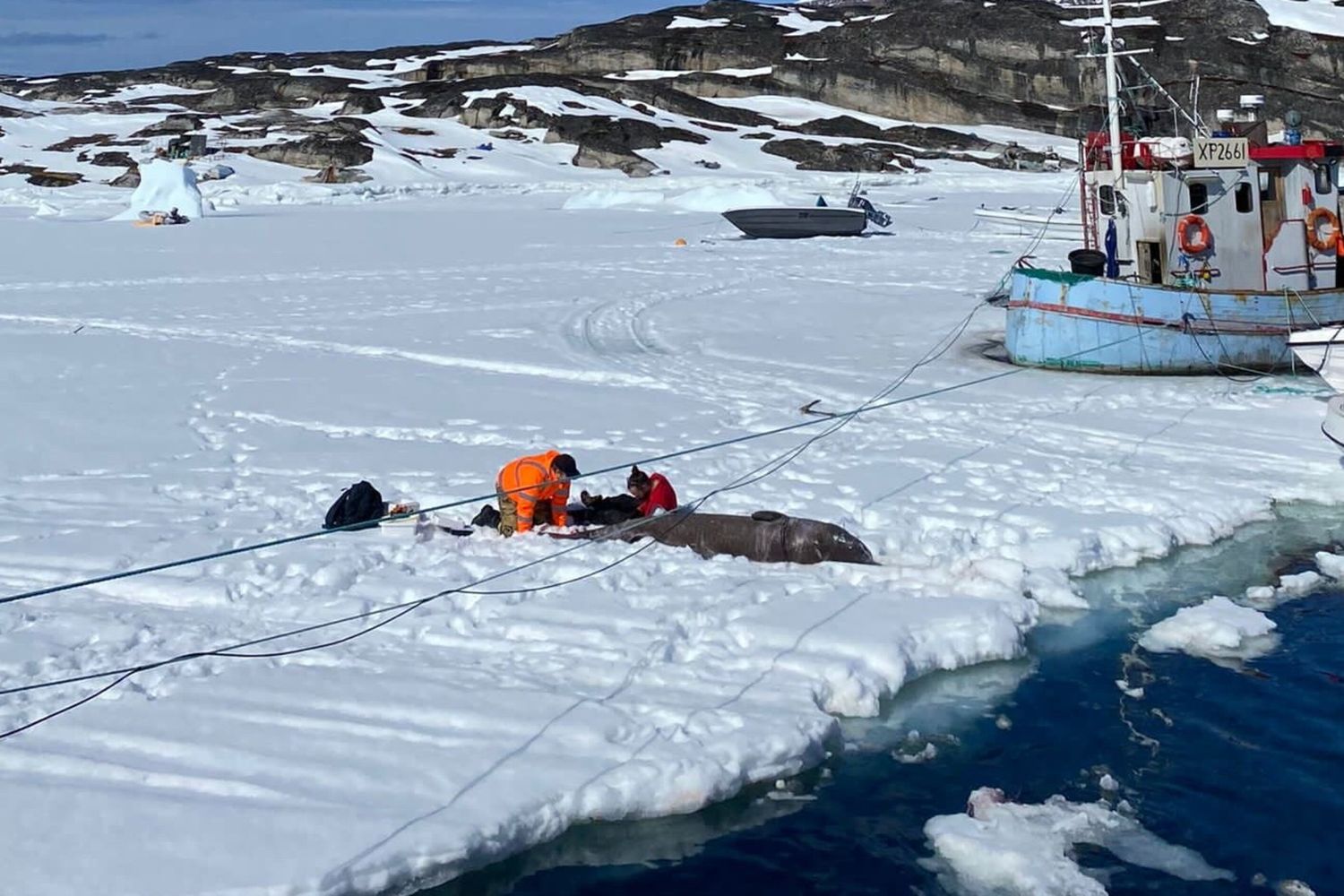 Prelievo di tessuti da uno squalo della Groenlandia