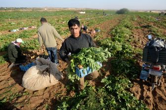 agromafie caporalato (agf)