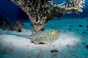 Razza a nastro maculata di blu