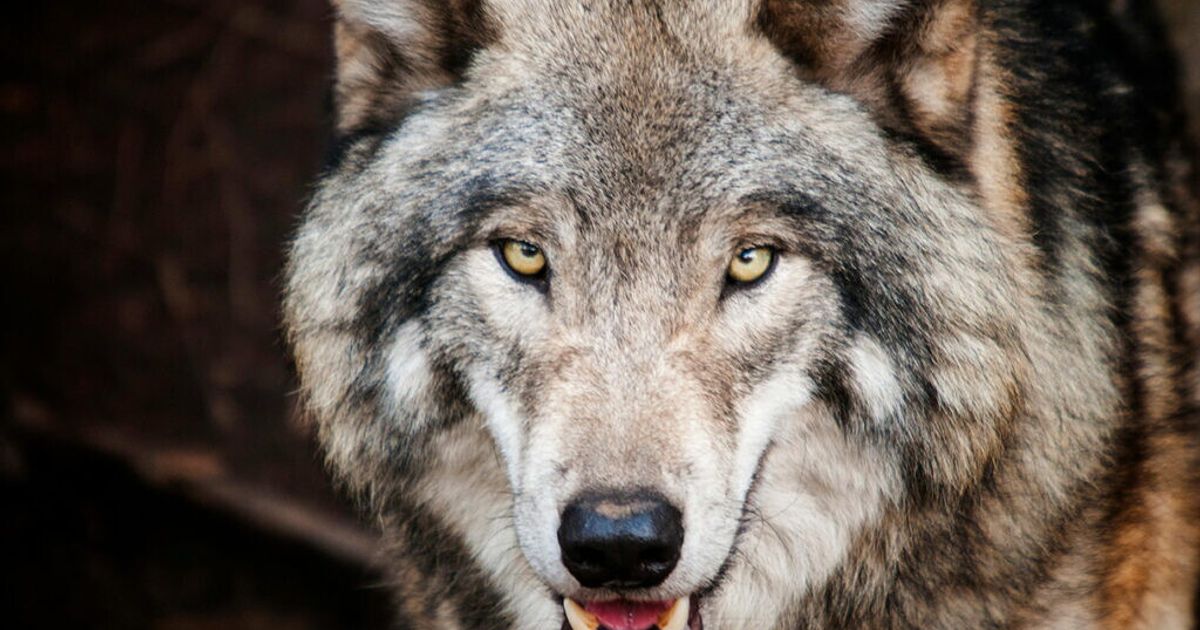オオカミが遊んでいるのか攻撃しているのかを理解する方法