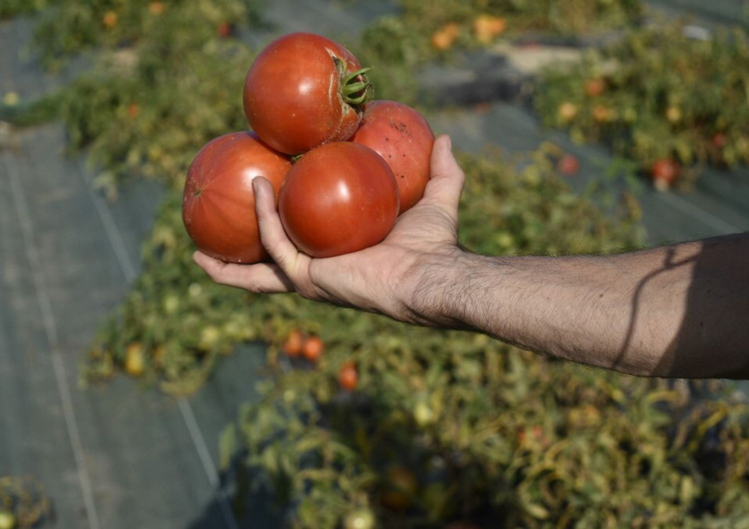 sostenibilita modifica genetica pomodori a prova di freddo