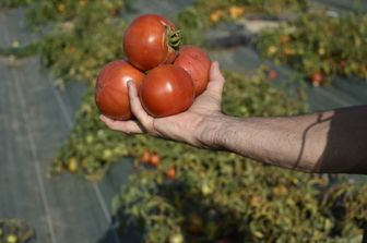sostenibilita modifica genetica pomodori a prova di freddo