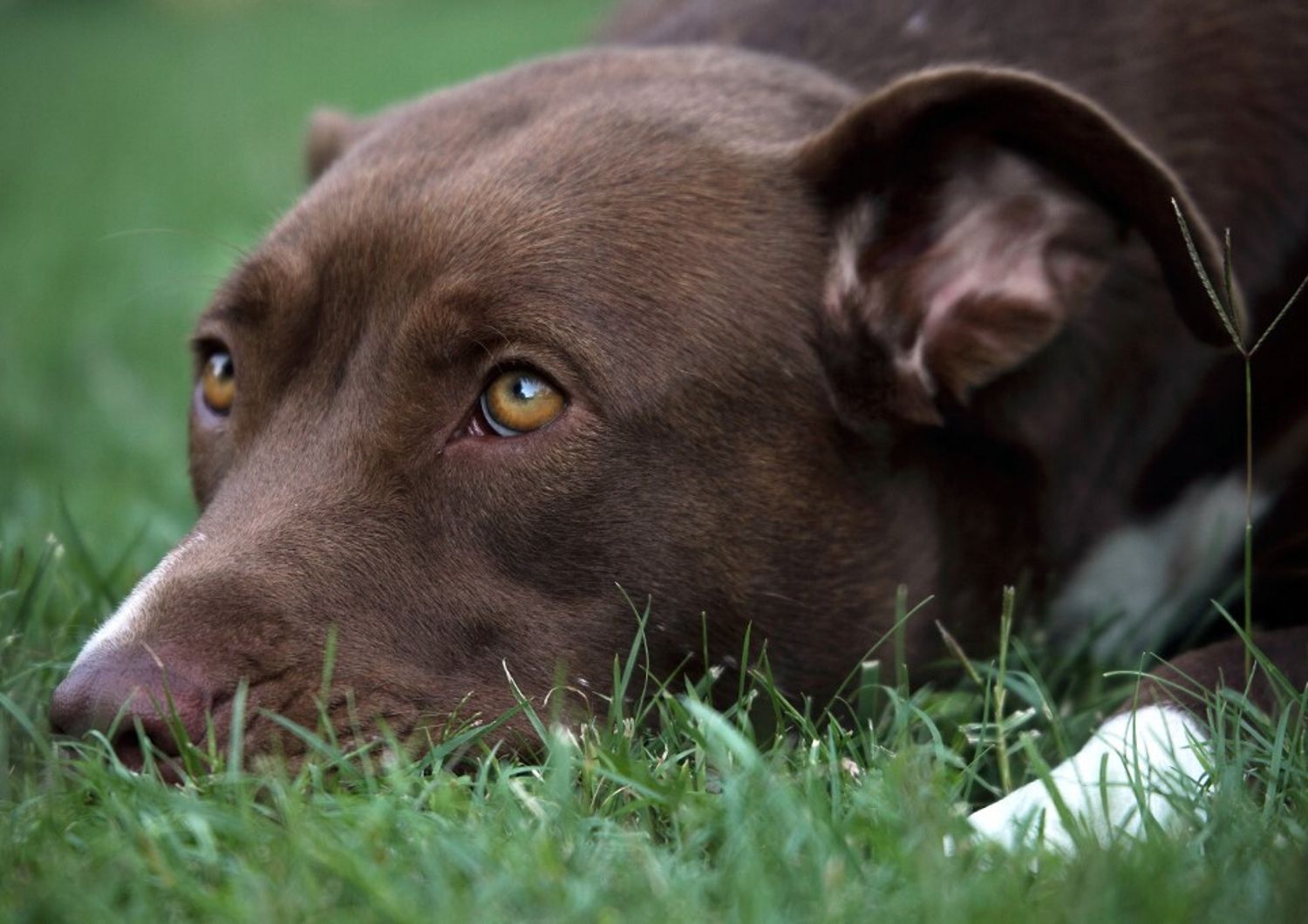 pitbull sale da solo su treno regionale per bologna, ritrovato