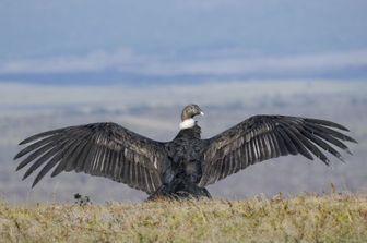 india scomparsa avvoltoi potrebbe aver causato mezzo milione morti