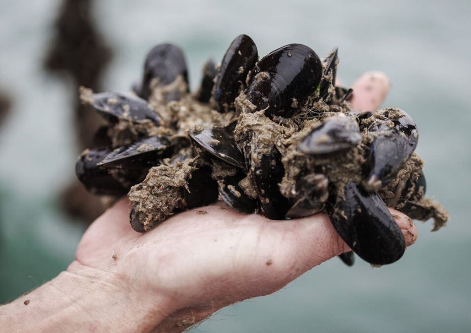 caldo uccide cozze allevamenti taranto