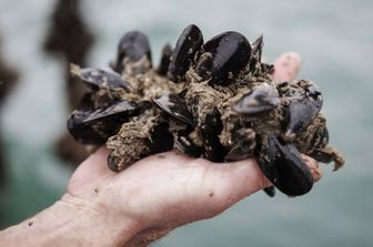 caldo uccide cozze allevamenti taranto