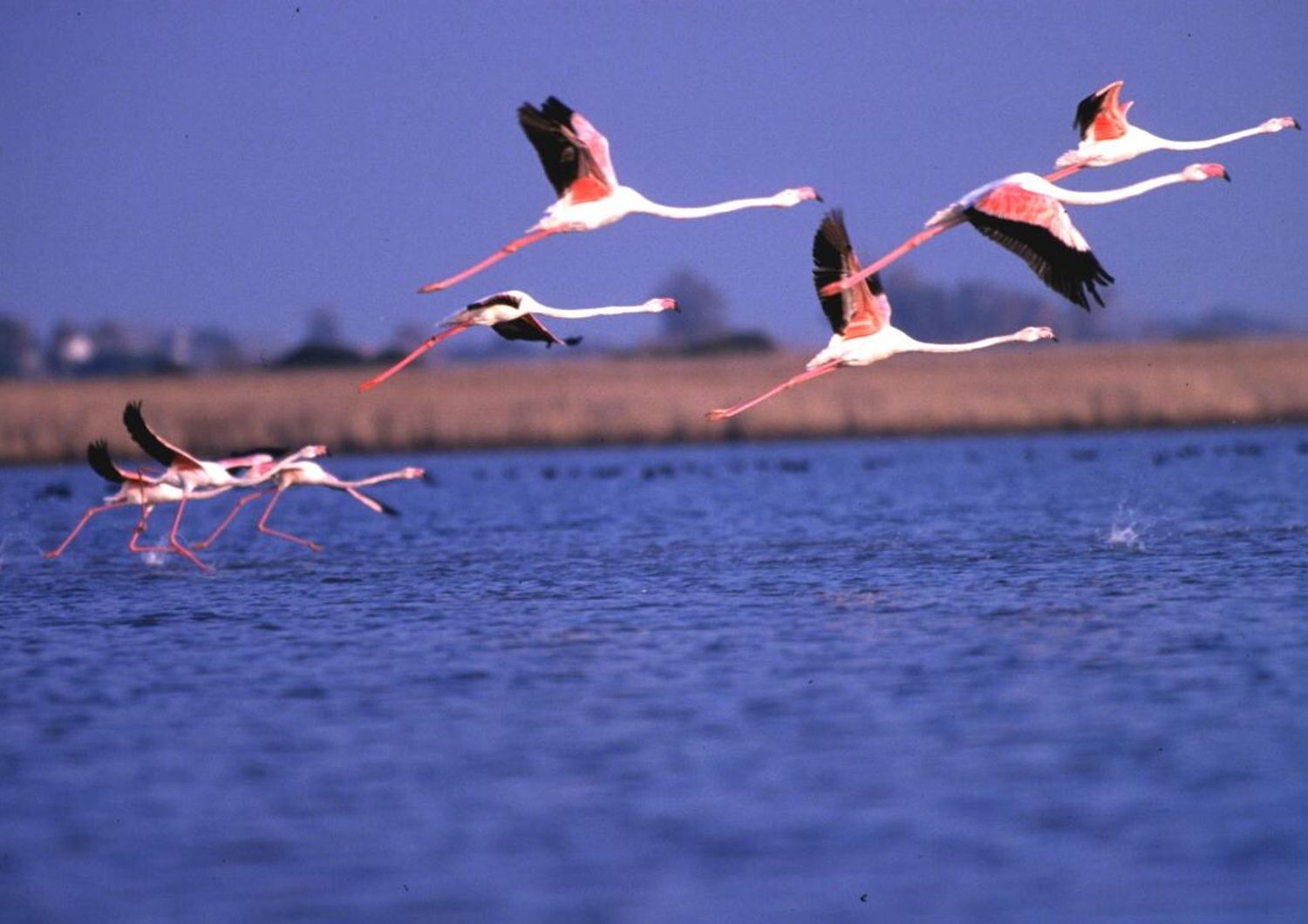 algeria piccoli fenicotteri rosa salvati dalla siccita