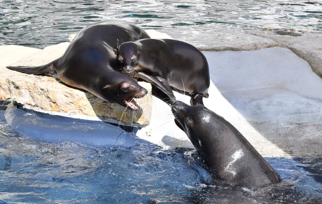 Al Bioparco di Roma è nata una otaria della California