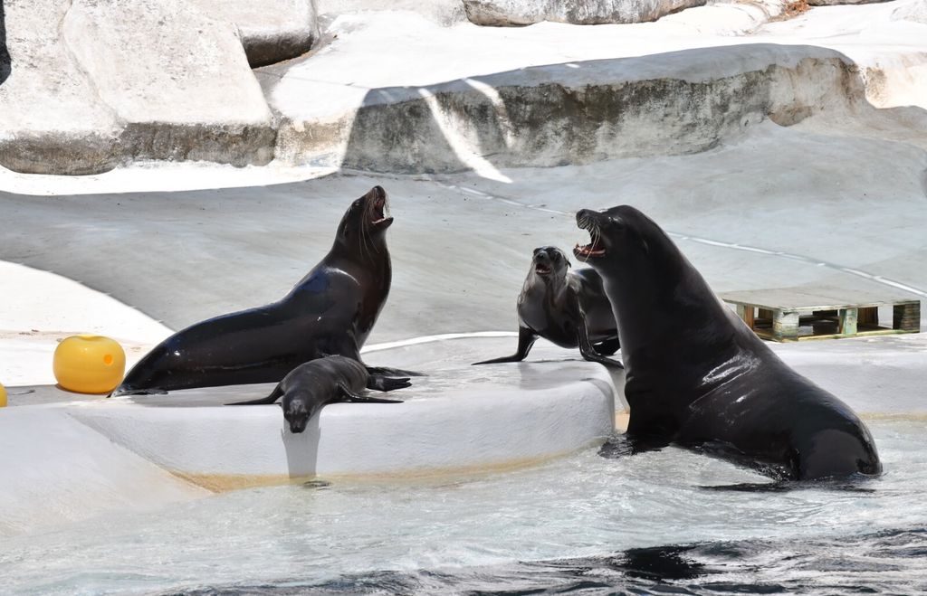 Al Bioparco di Roma è nata una otaria della California