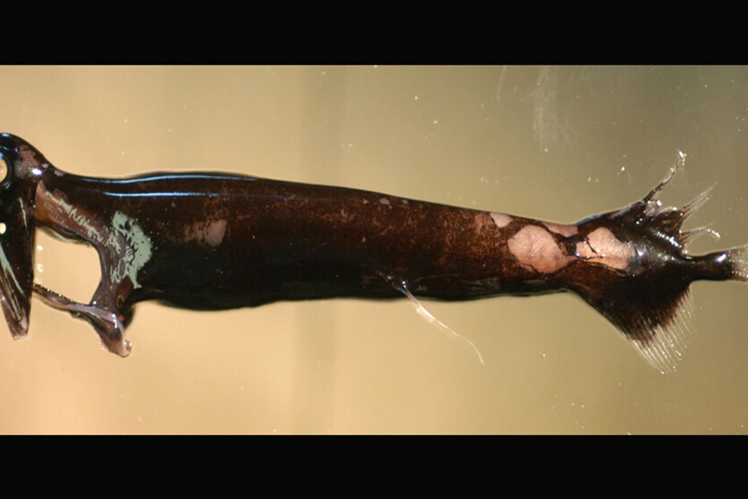 Malacosteus niger è una delle due specie di pesce drago maschio ad aver rivelato di avere occhi più grandi per cercare le femmine nelle profondità dell’oceano