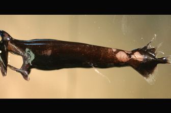 Malacosteus niger è una delle due specie di pesce drago maschio ad aver rivelato di avere occhi più grandi per cercare le femmine nelle profondità dell’oceano