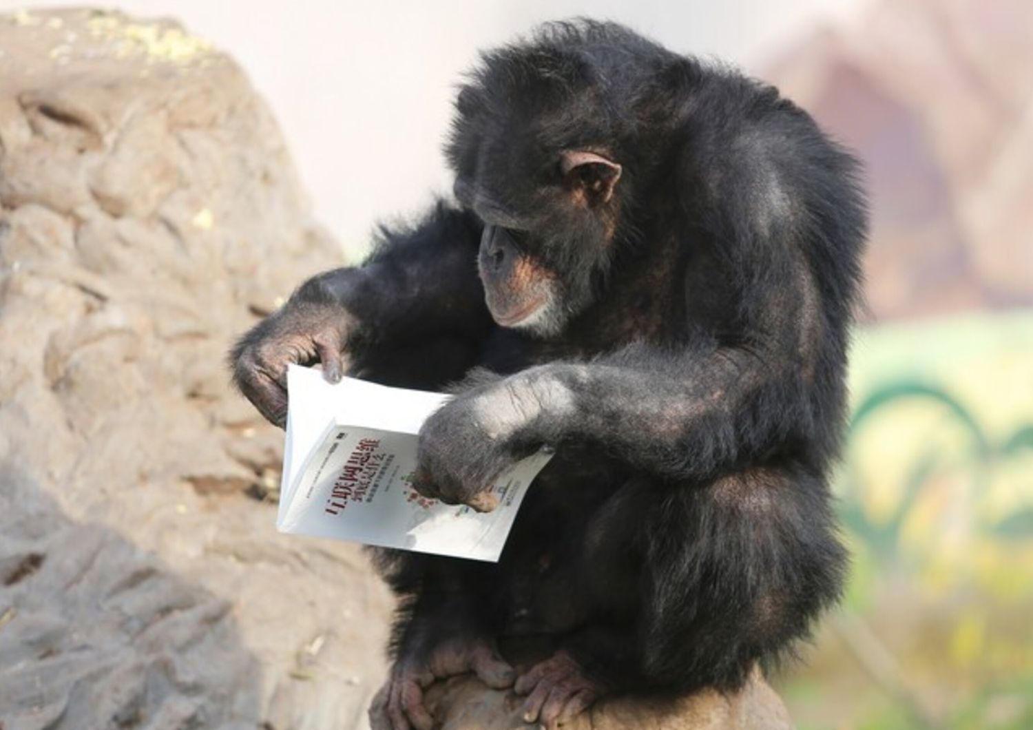 Gli scimpanzè di un parco safari nel sud-ovest della Cina, a Chongqing