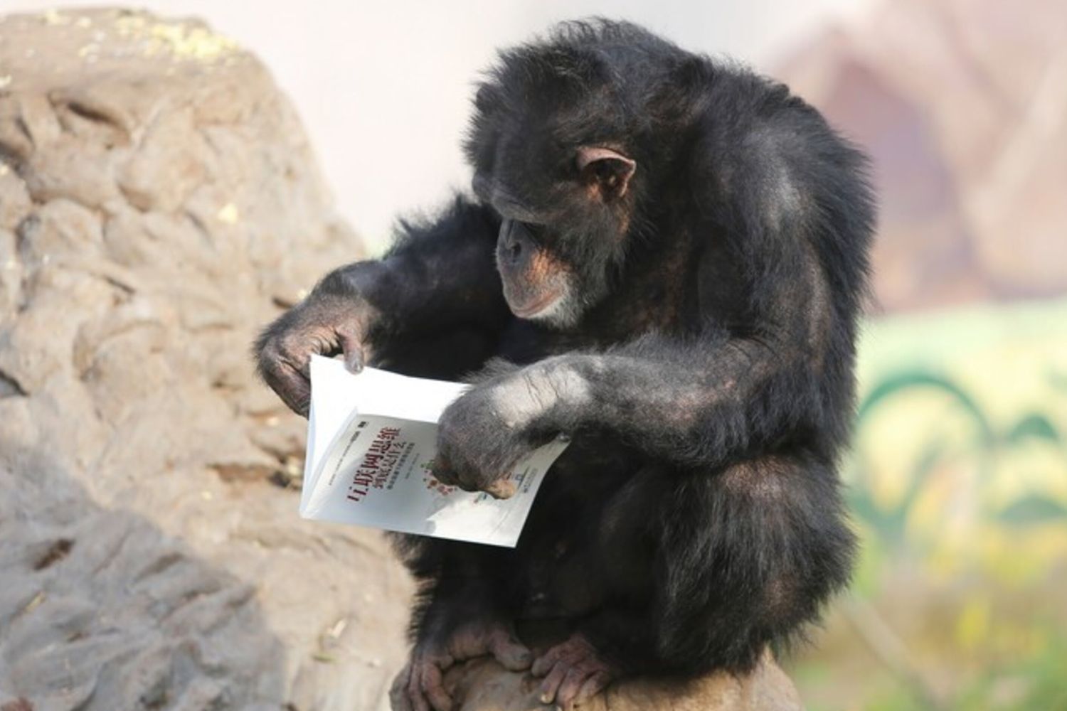 Gli scimpanzè di un parco safari nel sud-ovest della Cina, a Chongqing
