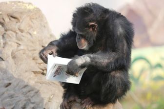 Gli scimpanzè di un parco safari nel sud-ovest della Cina, a Chongqing