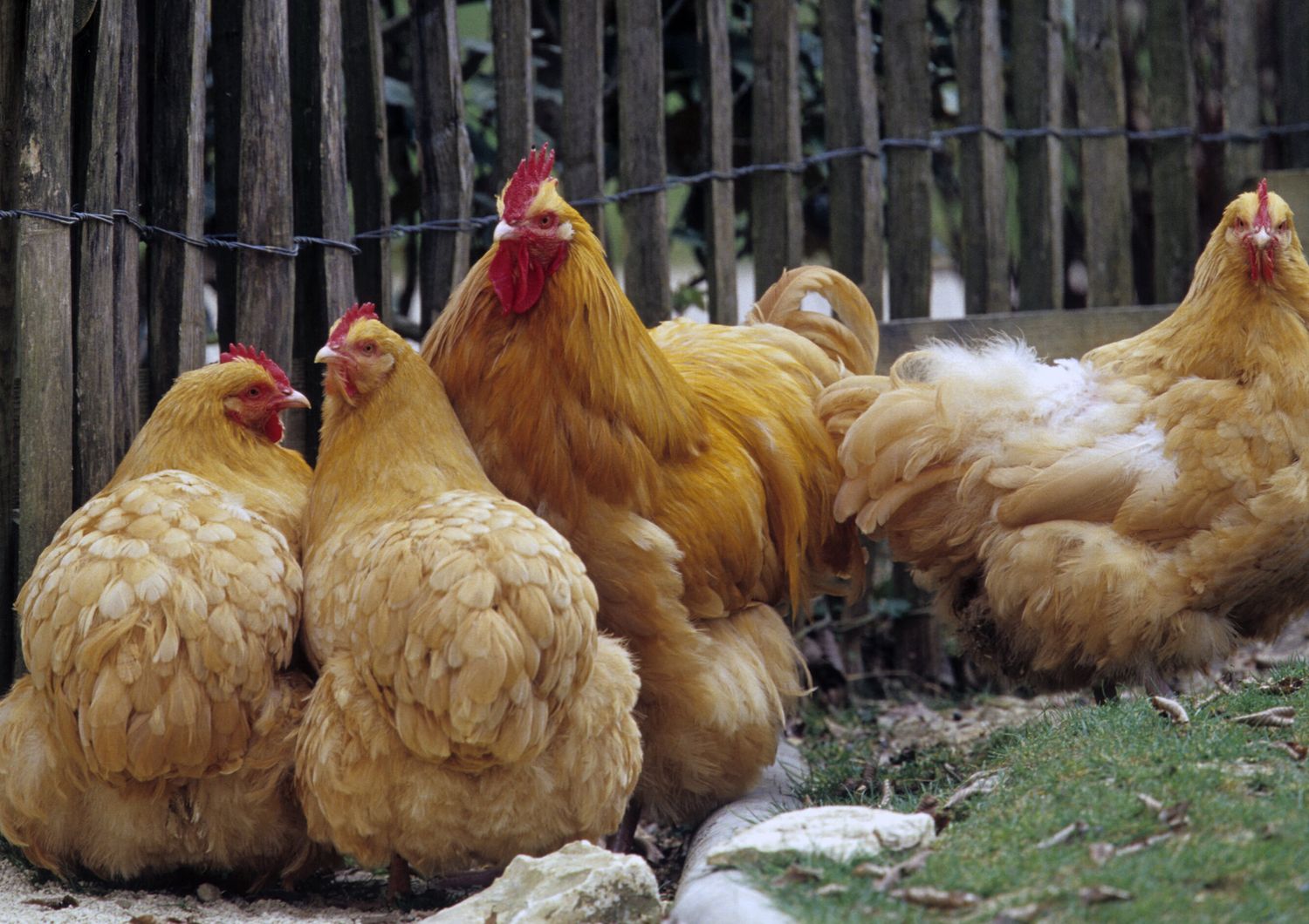 Allevamenti di galline