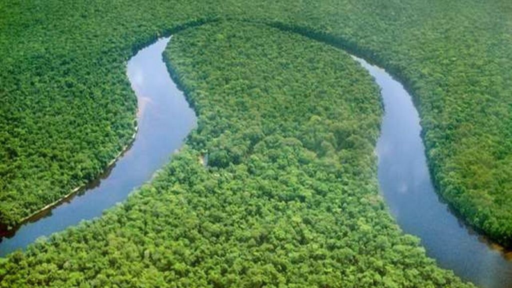 Une portion de la deuxième plus grande forêt tropicale après l'Amazonie, le bassin du fleuve Congo, cœur vert de l'Afrique.