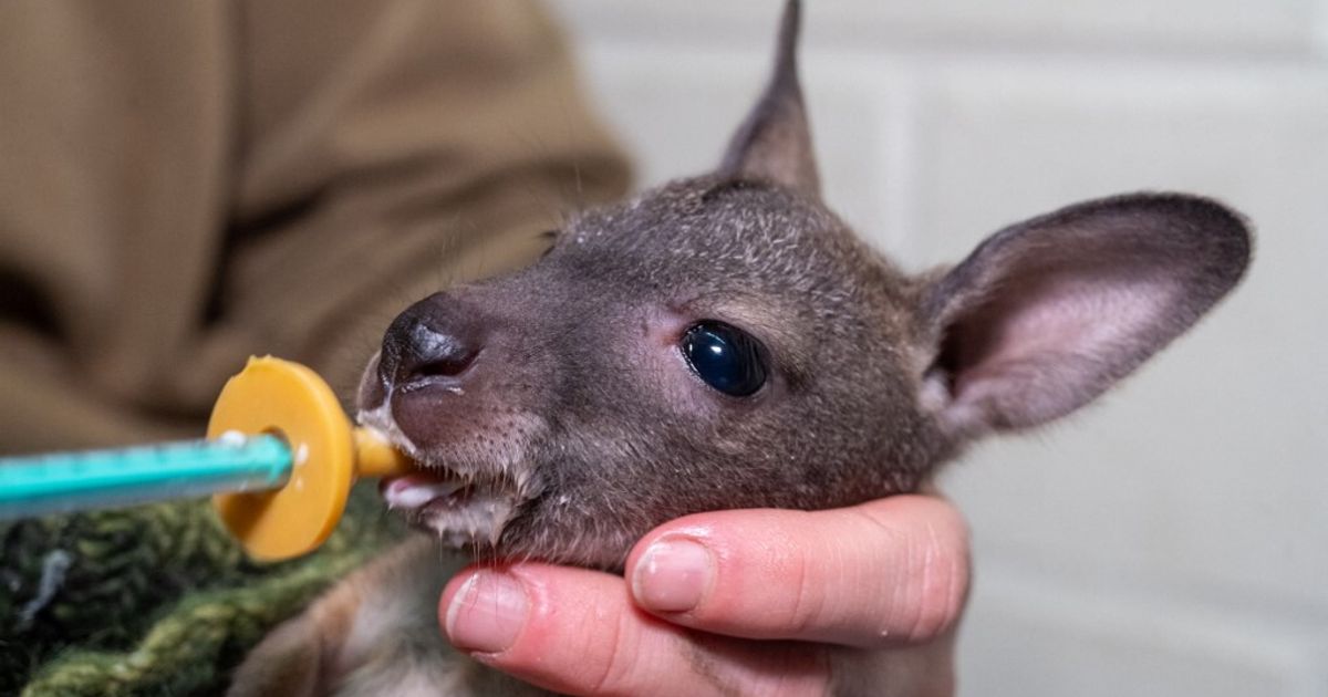 母親を失ったカンガルーの赤ちゃんが公園職員に救出された