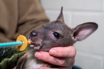 Cucciolo di canguro