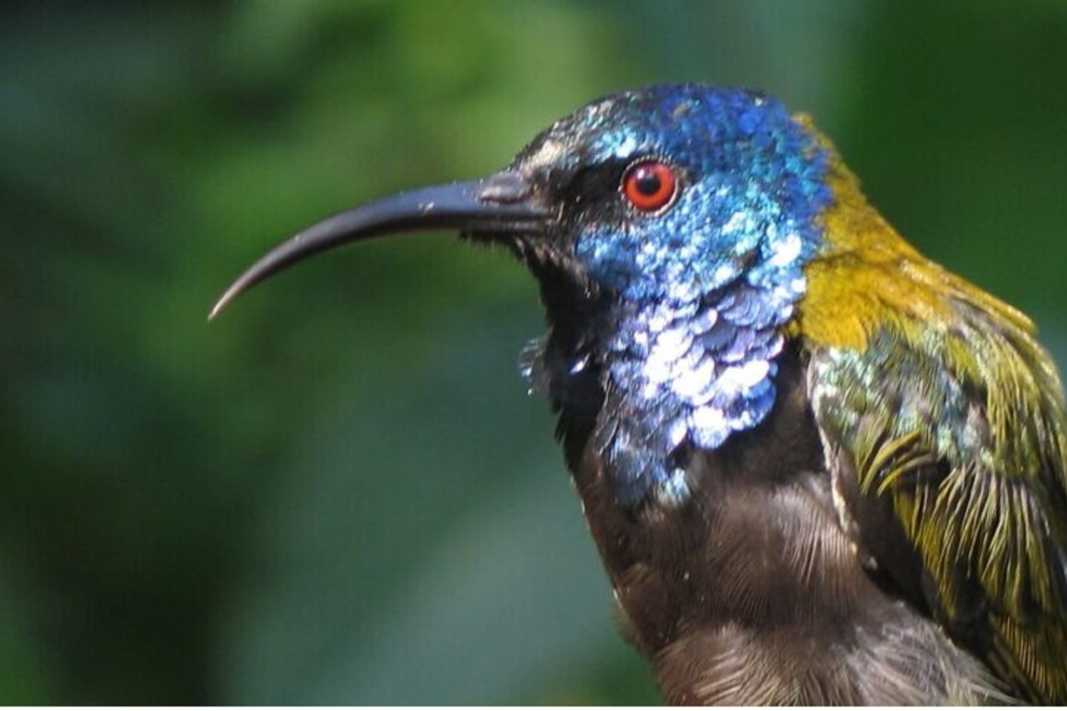 Un nettarinide testablu nella Rift Valley Albertina: un esempio di uccello tropicale con piume iridescenti e colorate
