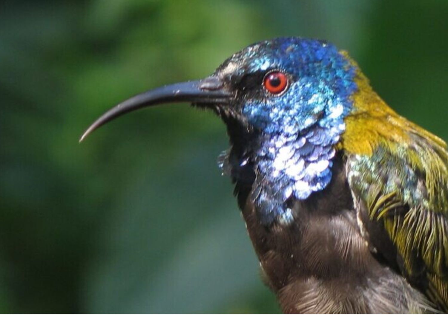 Un nettarinide testablu nella Rift Valley Albertina: un esempio di uccello tropicale con piume iridescenti e colorate