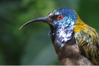 Un nettarinide testablu nella Rift Valley Albertina: un esempio di uccello tropicale con piume iridescenti e colorate