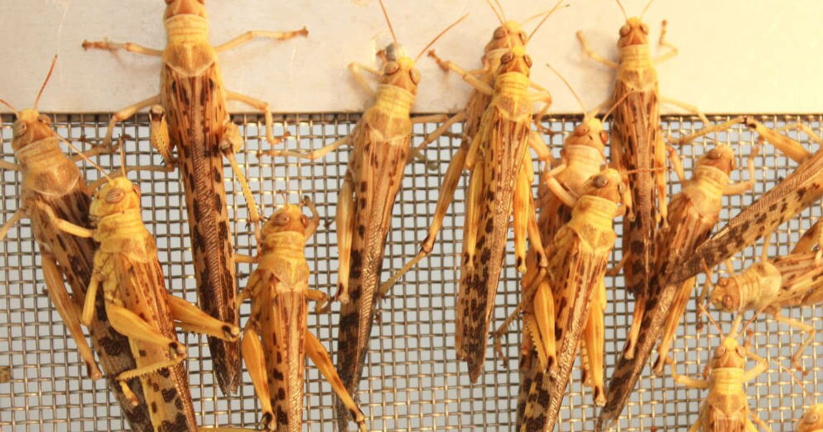 Le locuste, allevate nel deserto africano, possono essere una fonte ...