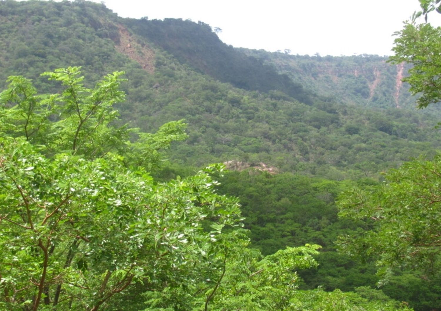 Les forêts de Miombo en Mozambique