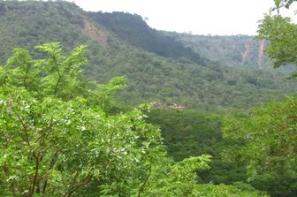 Les forêts de Miombo en Mozambique