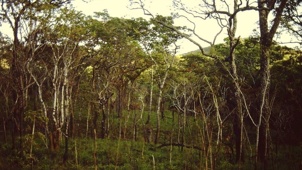 Forêts orientales  de Miombo