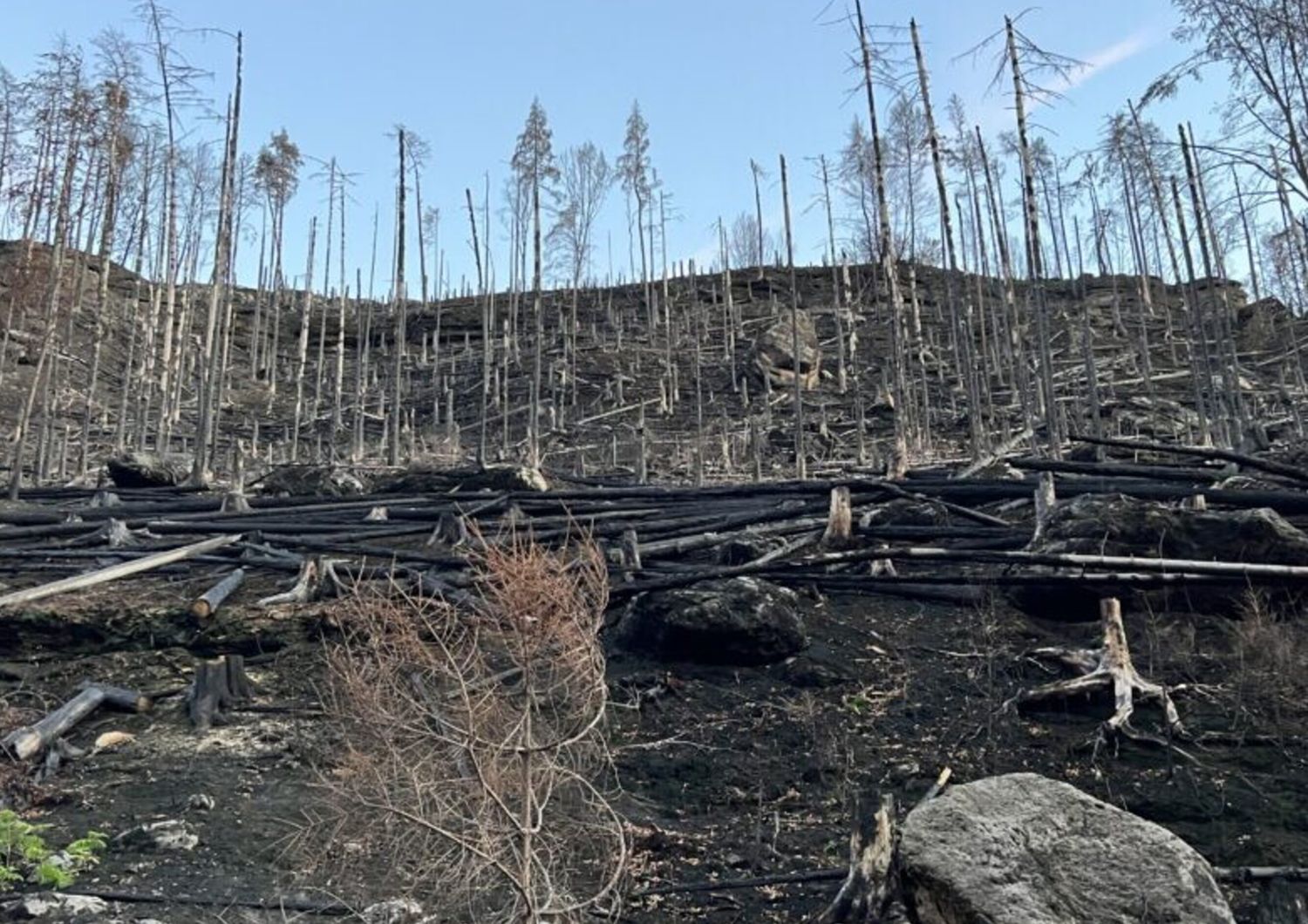 Un incendio doloso nella Svizzera boema nel luglio 2022 ha distrutto circa 1.600 ettari di foresta in un parco nazionale al confine tra Germania e Repubblica