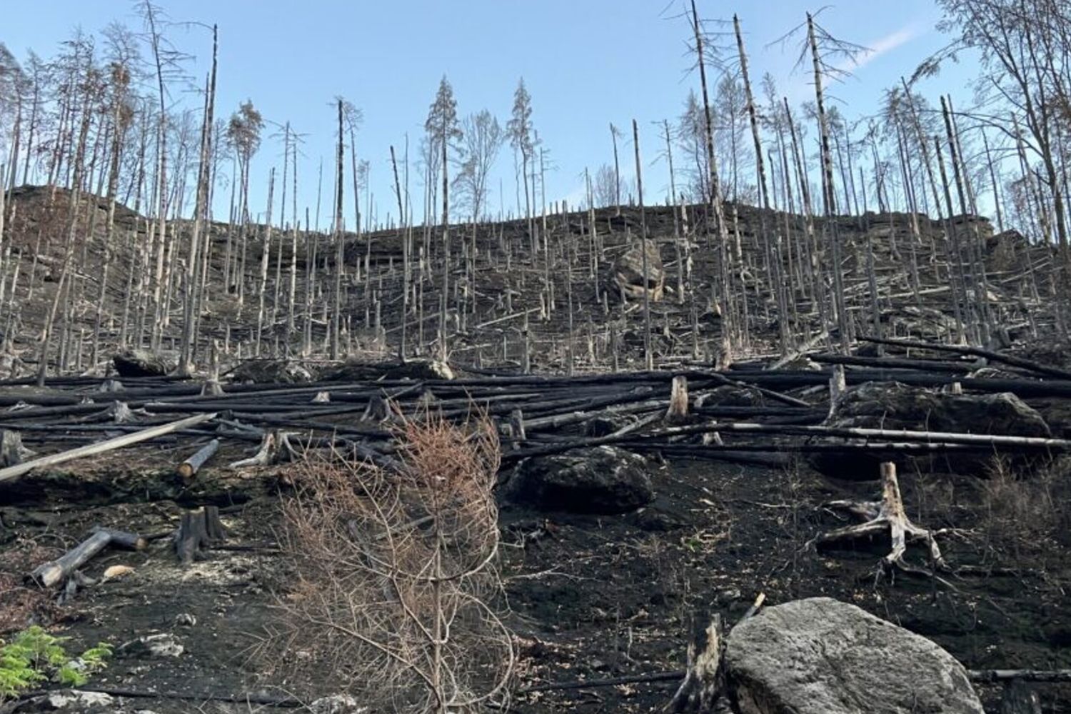 Un incendio doloso nella Svizzera boema nel luglio 2022 ha distrutto circa 1.600 ettari di foresta in un parco nazionale al confine tra Germania e Repubblica