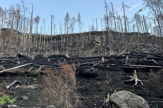 Un incendio doloso nella Svizzera boema nel luglio 2022 ha distrutto circa 1.600 ettari di foresta in un parco nazionale al confine tra Germania e Repubblica