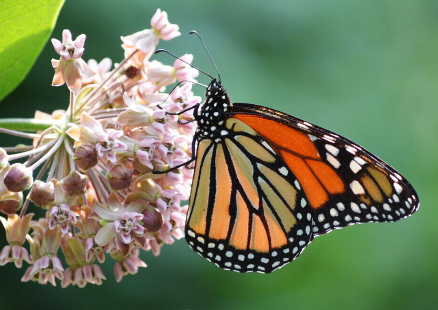 Farfalla monarca su un fiore di Asclepiade