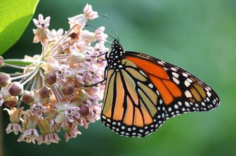 Farfalla monarca su un fiore di Asclepiade