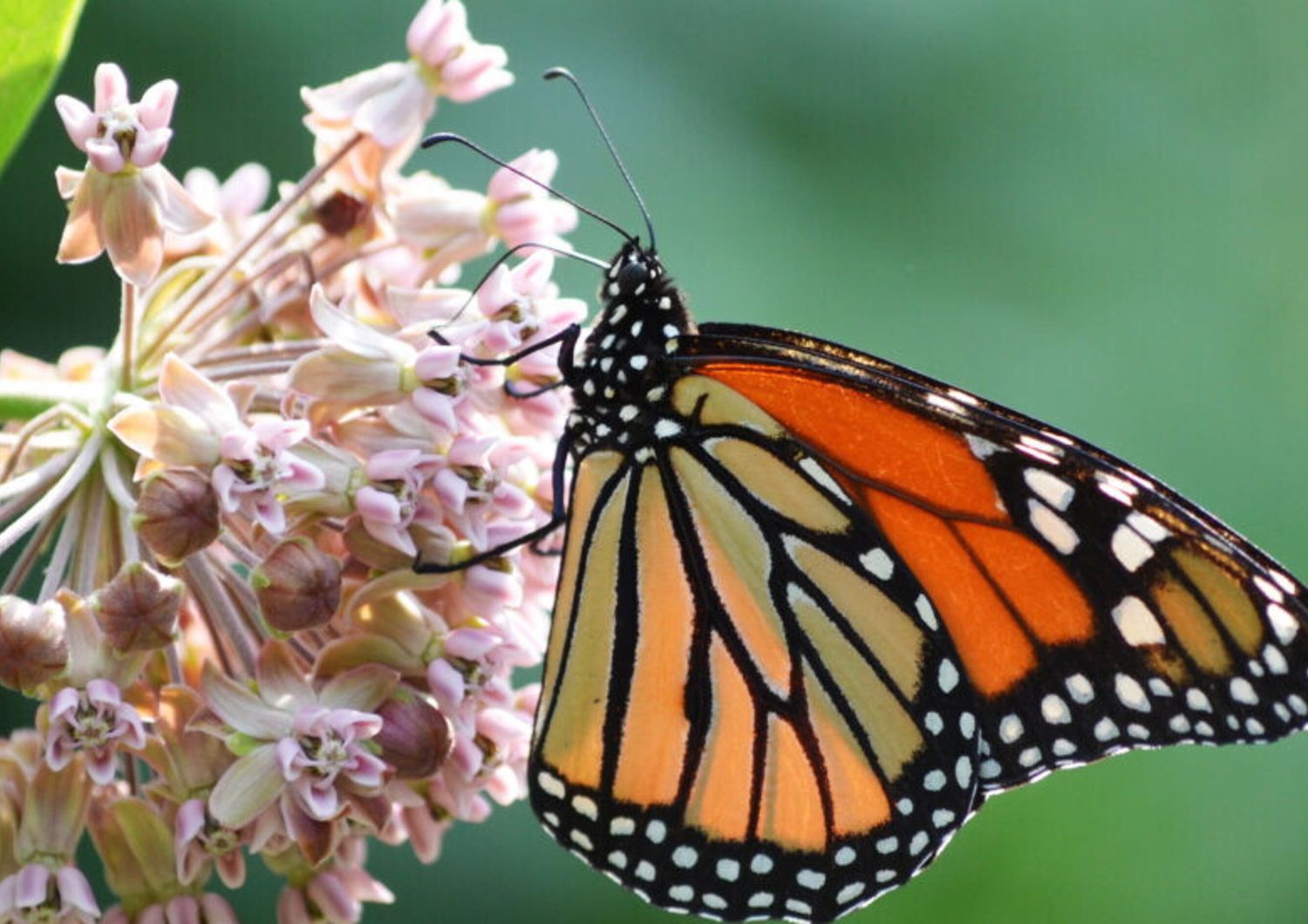 Farfalla monarca su un fiore di Asclepiade