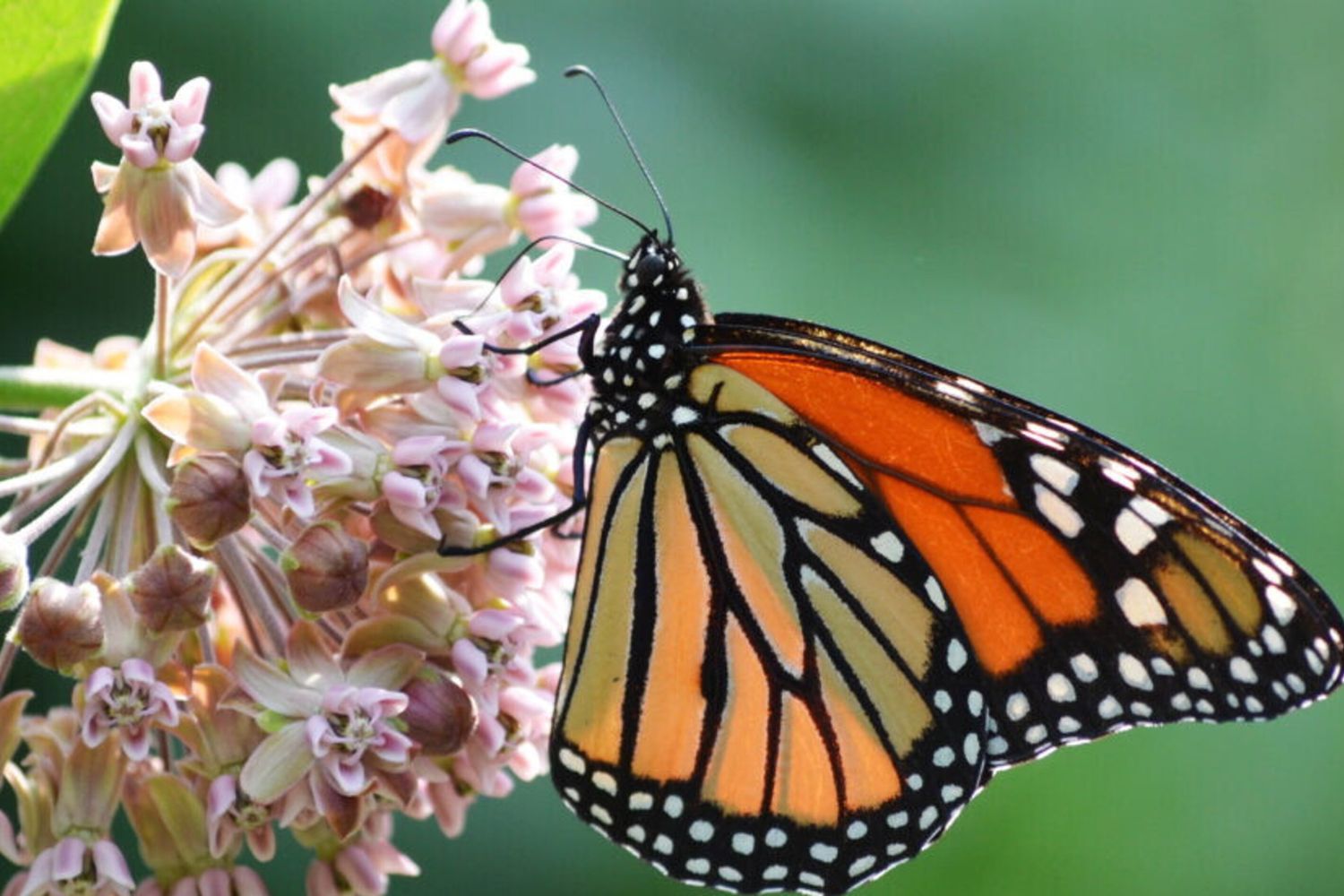 Farfalla monarca su un fiore di Asclepiade