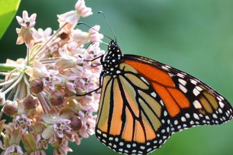 Farfalla monarca su un fiore di Asclepiade