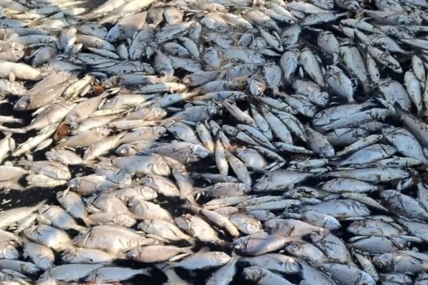 pesci morti alla Feniglia