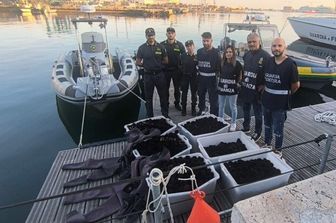 Gdf sequestro ricci di mare ad Ancona