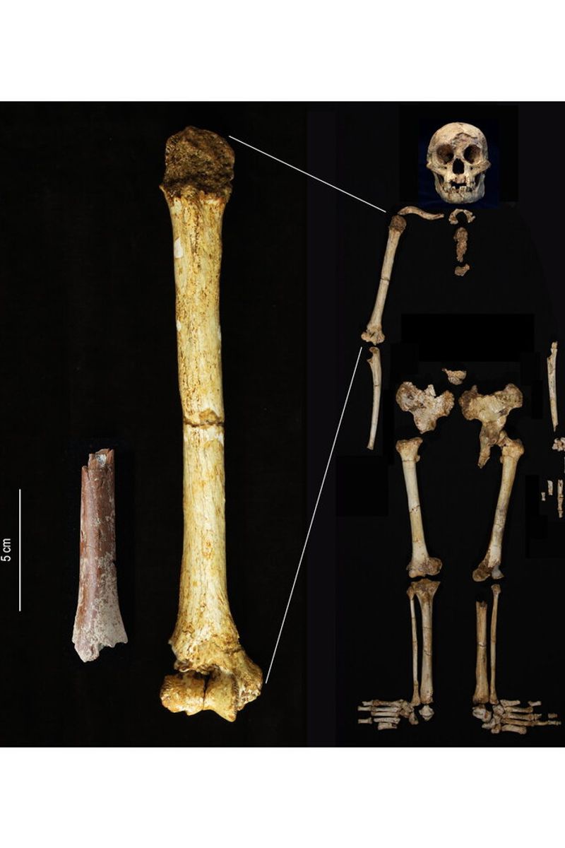 Il frammento di omero di Mata Menge (a sinistra) mostrato nella stessa scala dell’omero di Homo floresiensis di Liang Bua