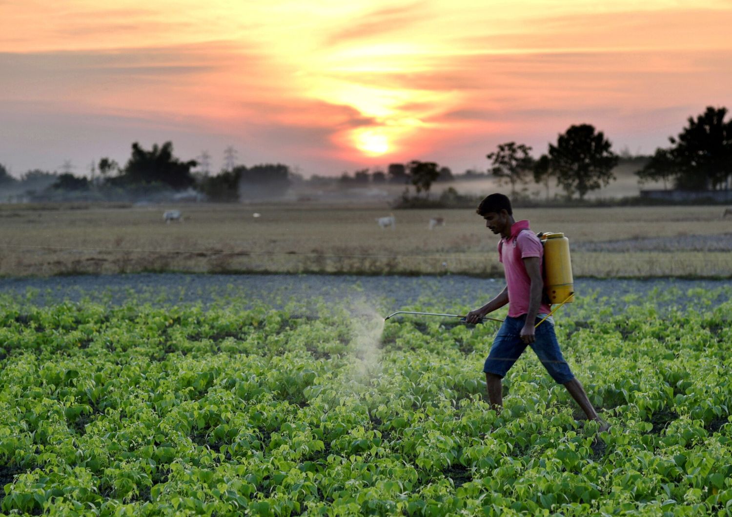 Pesticidi in agricoltura