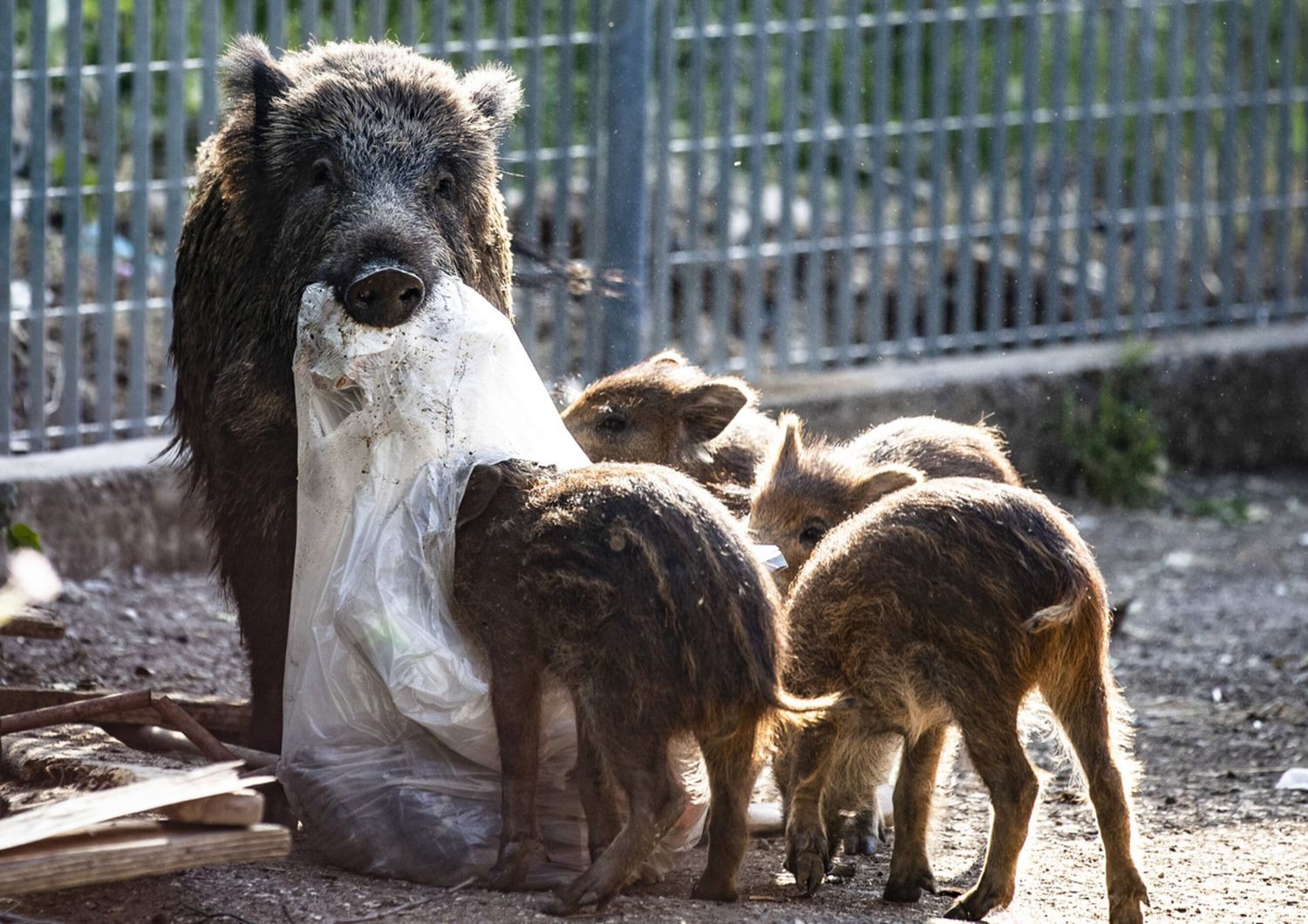 Una mamma cinghiale offre il bottino di caccia ai suoi piccoli