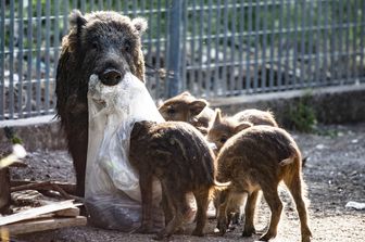 Una mamma cinghiale offre il bottino di caccia ai suoi piccoli