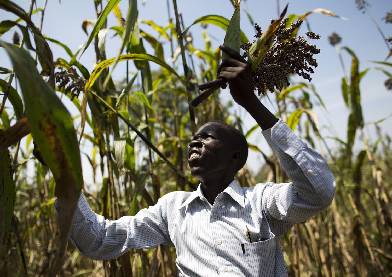 Un agriculteur dans un champ en vue de la récolte