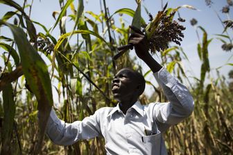 Un agriculteur dans un champ en vue de la récolte