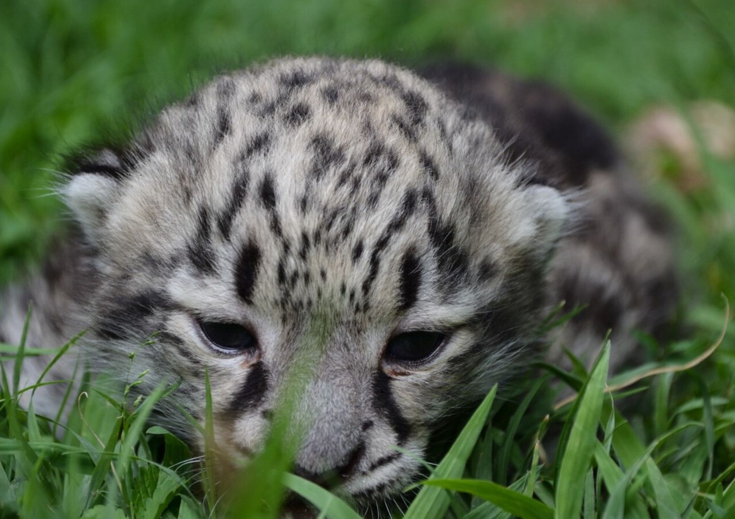 La cucciola di leopardo delle nevi nata nella Bergamasca