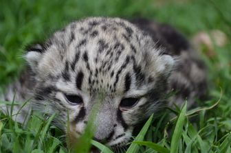 La cucciola di leopardo delle nevi nata nella Bergamasca