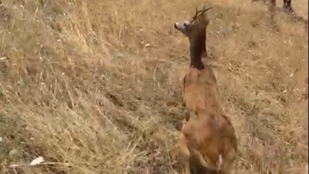 Curato e rimesso in libertà il cucciolo di capriolo di Celle di San Vito (VIDEO)