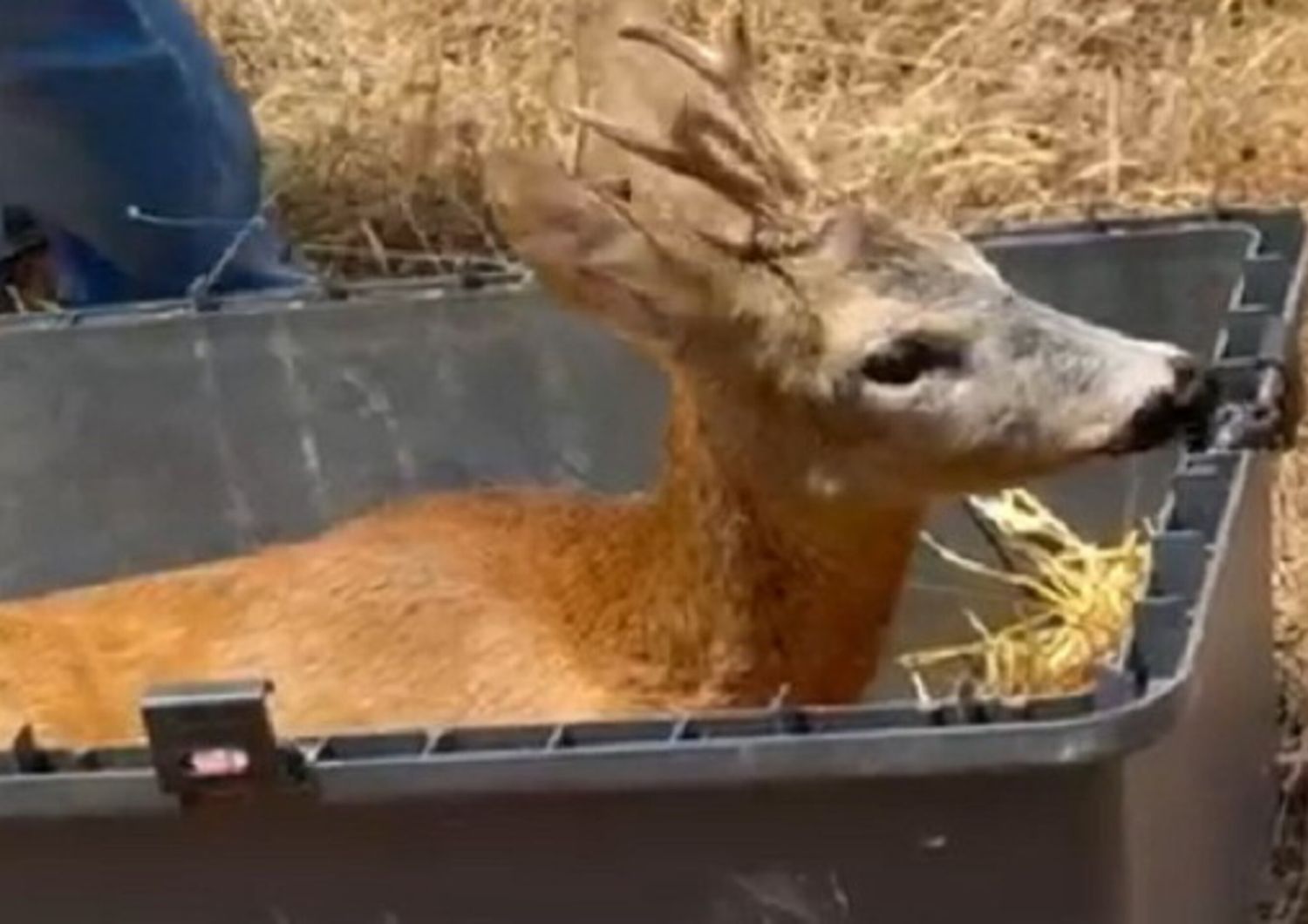 curato e rimesso in liberta capriolo di celle di san vito