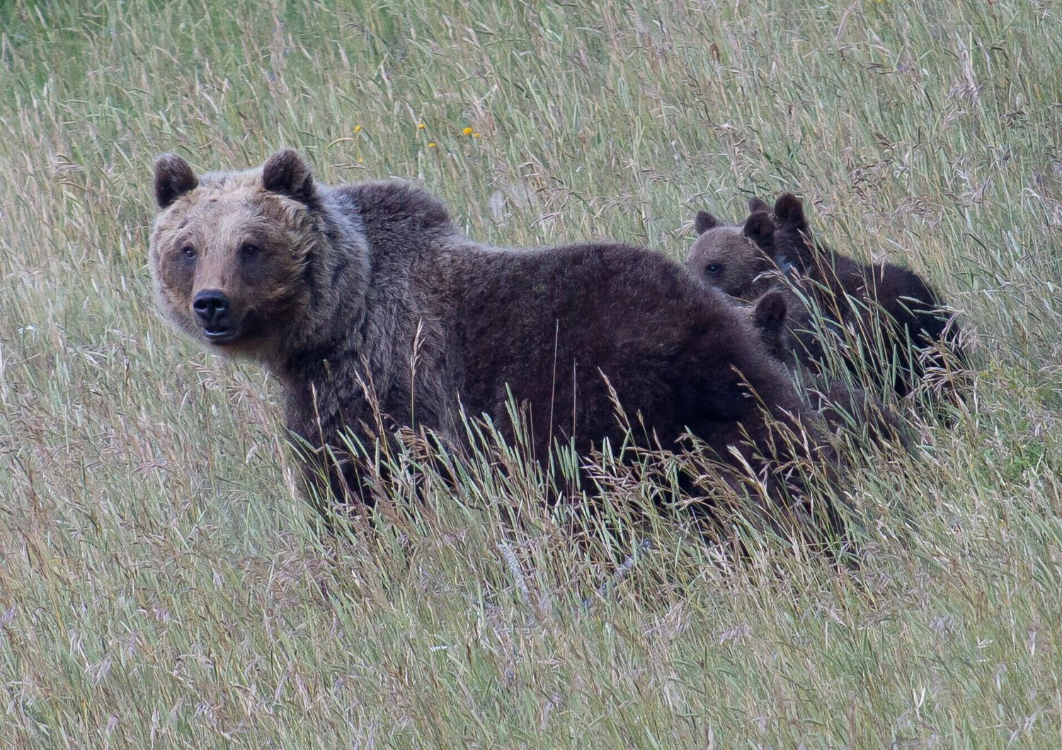 L'orsa Amarena con i suoi cuccioli &nbsp;